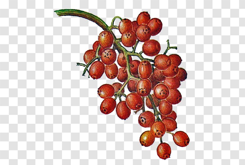 Berry Liqueur Eau De Vie Fruit Malus Sylvestris - Auglis - Cherry Transparent PNG