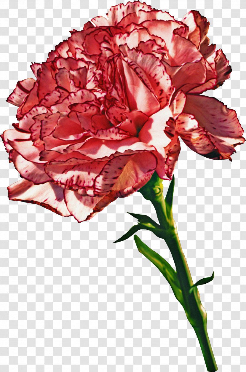 Flower Plant Red Cut Flowers Carnation Transparent PNG