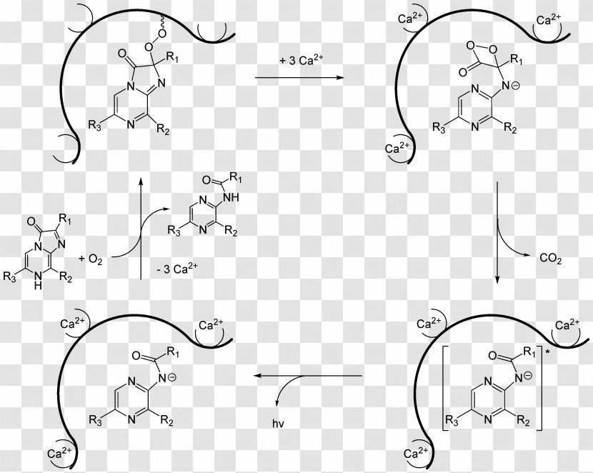 Jellyfish Aequorea Victoria Aequorin Luciferin Coelenterazine - Natural Product - Monochrome Photography Transparent PNG