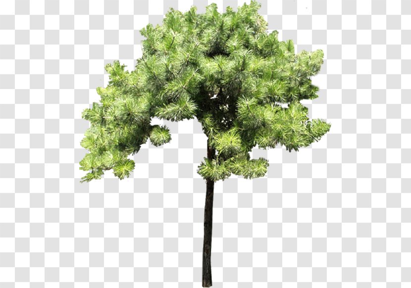 Pine Tree Evergreen Branch - Ppt Transparent PNG