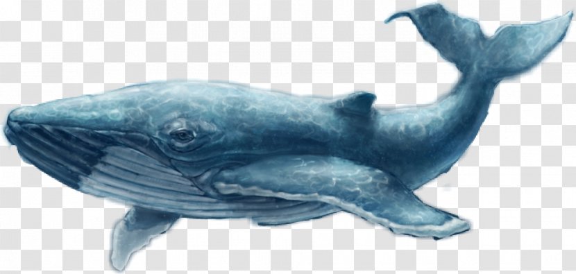 Common Bottlenose Dolphin Blue Whale Game Iran - Mammal Transparent PNG