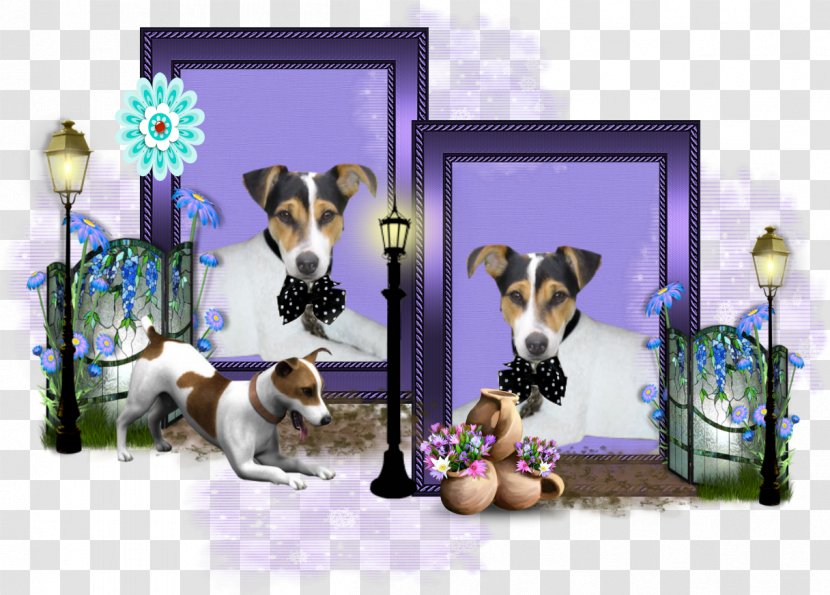 Dog Breed Puppy Jack Russell Terrier American Pit Bull Transparent PNG