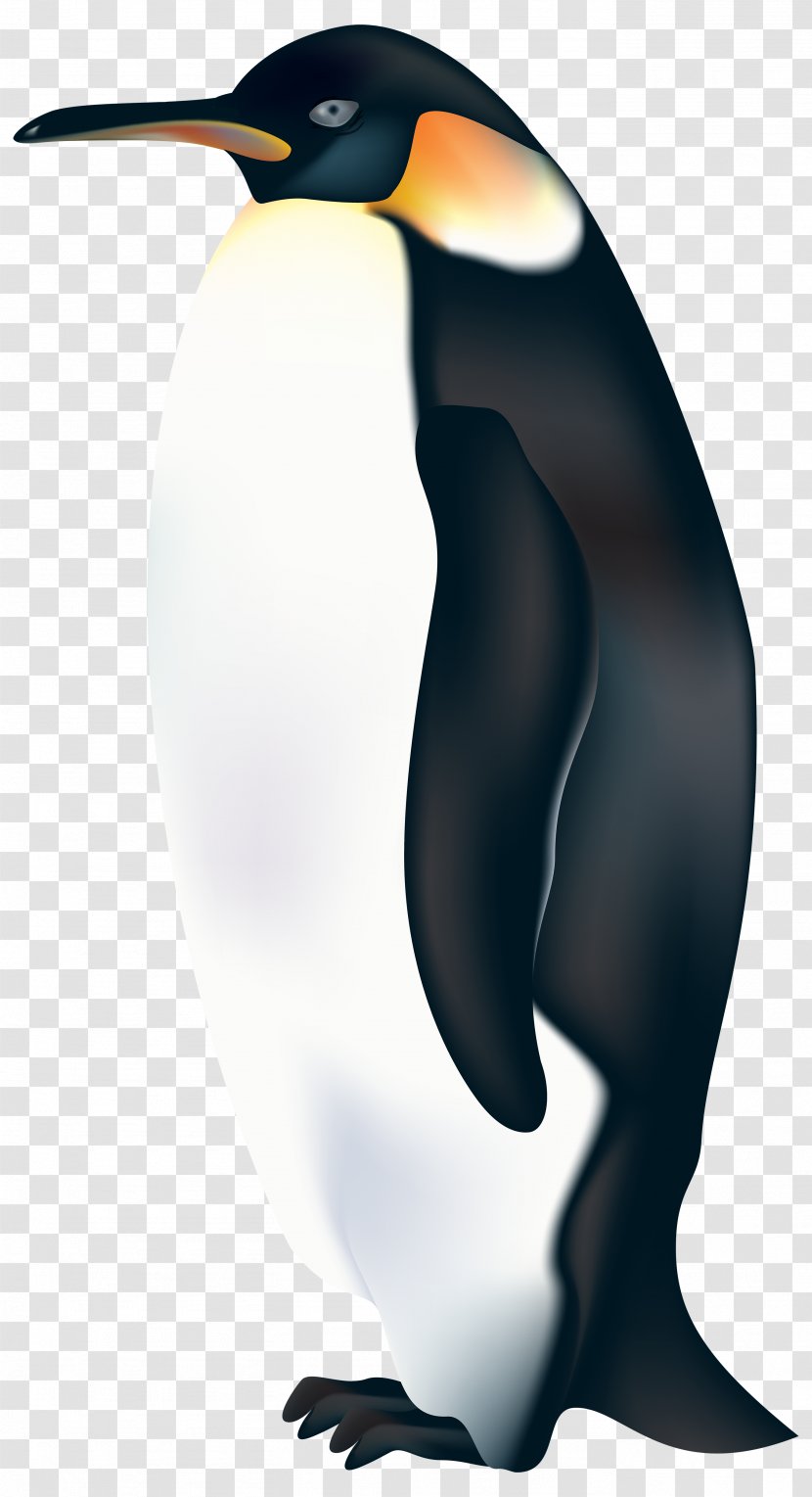 King Penguin Bird Clip Art Image - Emperor Transparent PNG