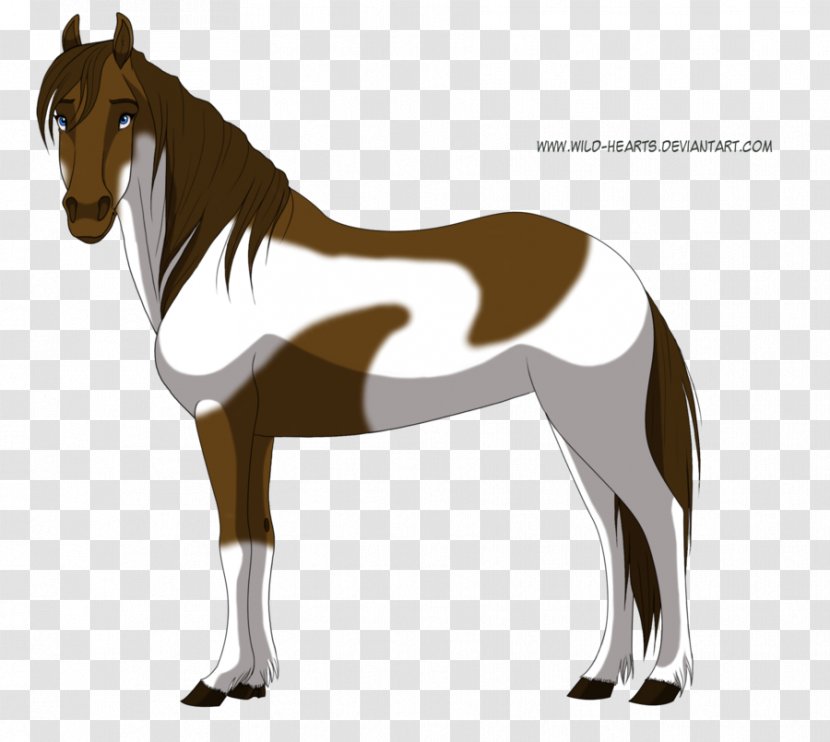 Mustang Stallion Foal Colt Mare Transparent PNG