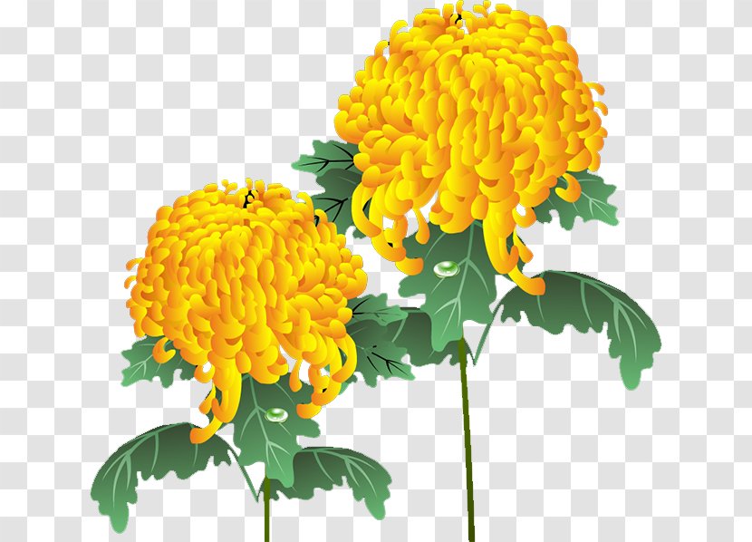 Chrysanthemum Yellow Dahlia Floral Design Flower - Daisy Family Transparent PNG