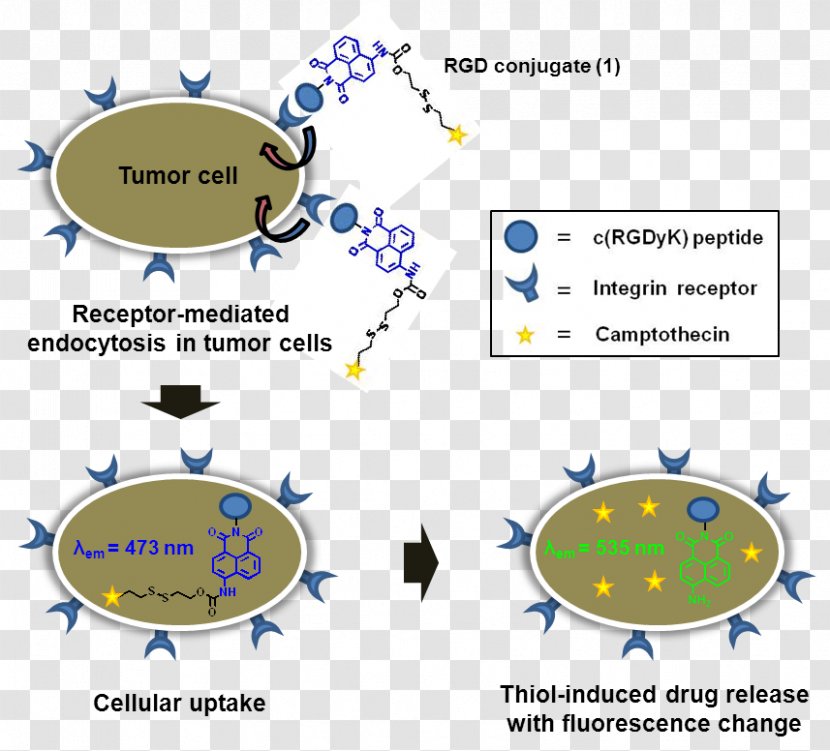 Cyclic Peptide Biologic Arginylglycylaspartic Acid Glutathione - Therapy - Drug-delivery Transparent PNG