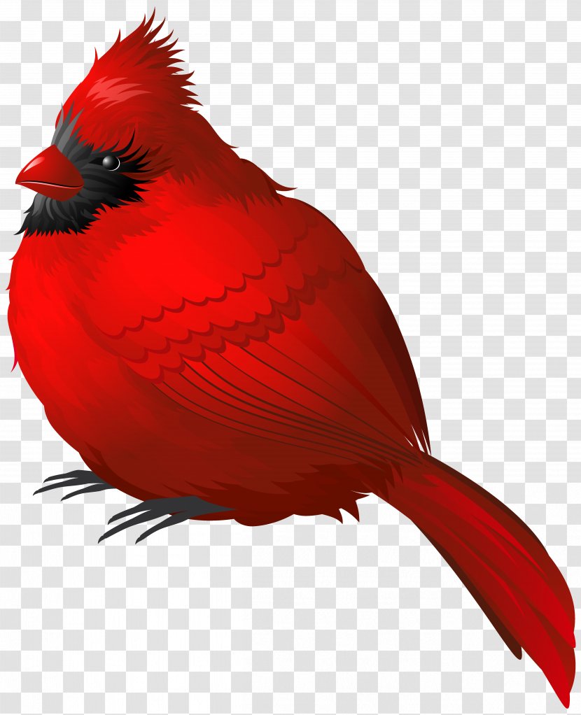 Winter Bird Clip Art - Songbird - Red Clipart Image Transparent PNG