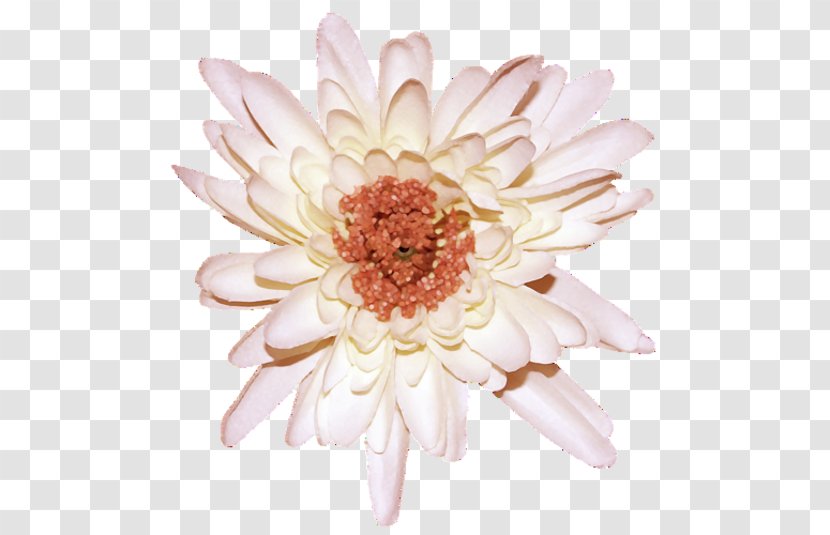 Transvaal Daisy Chrysanthemum Cut Flowers Floristry - Alphabet Inc Transparent PNG