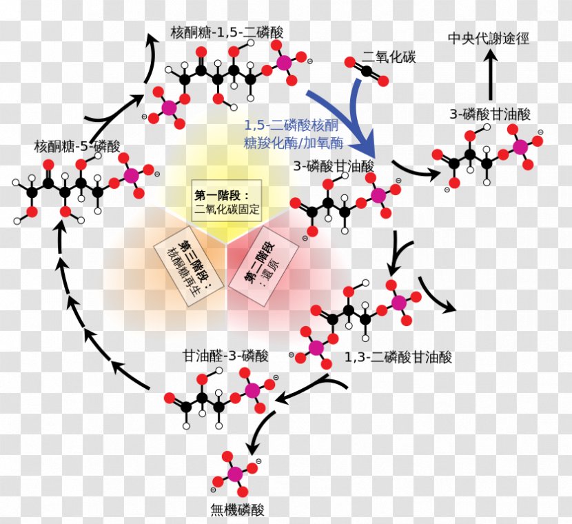 Calvin Cycle Light-independent Reactions Carbon Fixation Ribulose 1,5-bisphosphate Photosynthesis - Stroma - Dioxide Transparent PNG