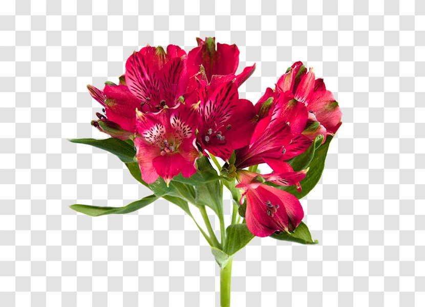 Lily Of The Incas Flower Bouquet Cut Flowers Garden Roses Transparent PNG