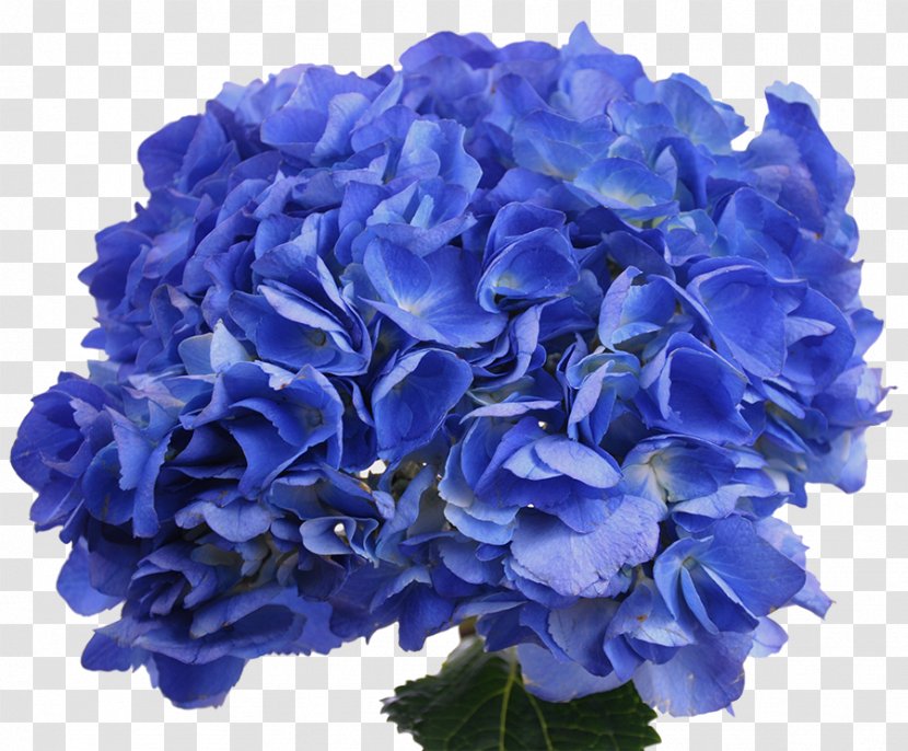 Blue Rose Hydrangea Cut Flowers Petal - Flower Transparent PNG