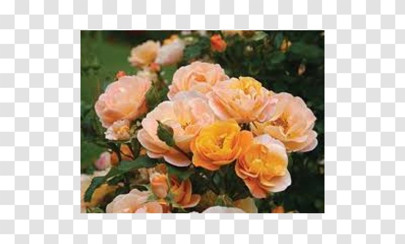 Garden Roses Centifolia Memorial Rose Rosaceae Floribunda - Underlay Material Transparent PNG