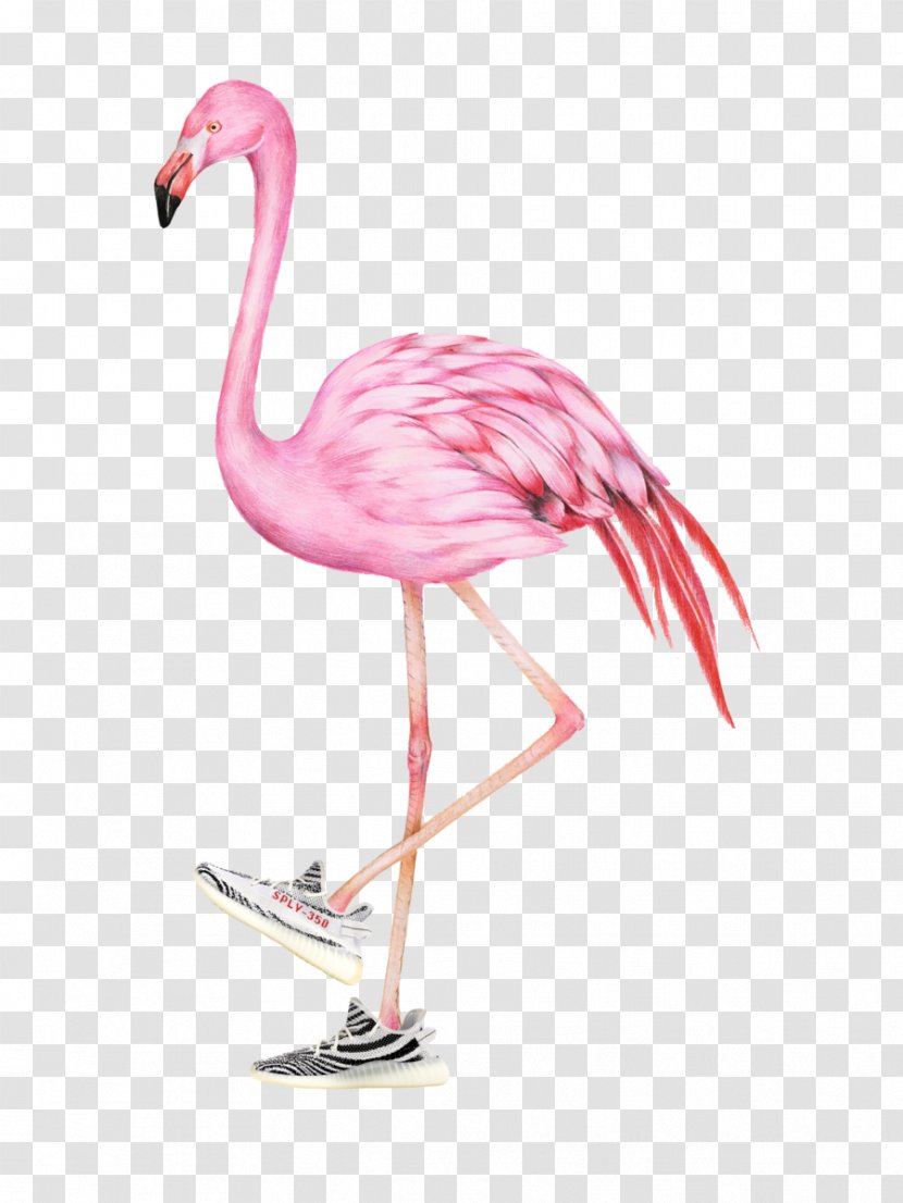 Flamingo Watercolor - Bird - Tail Wildlife Transparent PNG