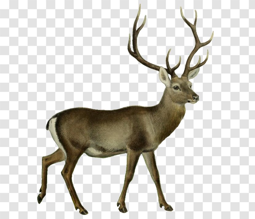 Reindeer Cartoon - Deer Hunting - Horn Barren Ground Caribou Transparent PNG