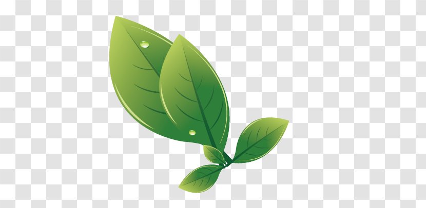 Leaf Euclidean Vector Drawing - Green - Leaves Transparent PNG