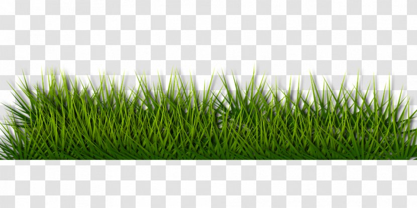 Unitarian Universalist Church On Demand Lawn Care - Grass Family - Nature Clip Art Transparent PNG