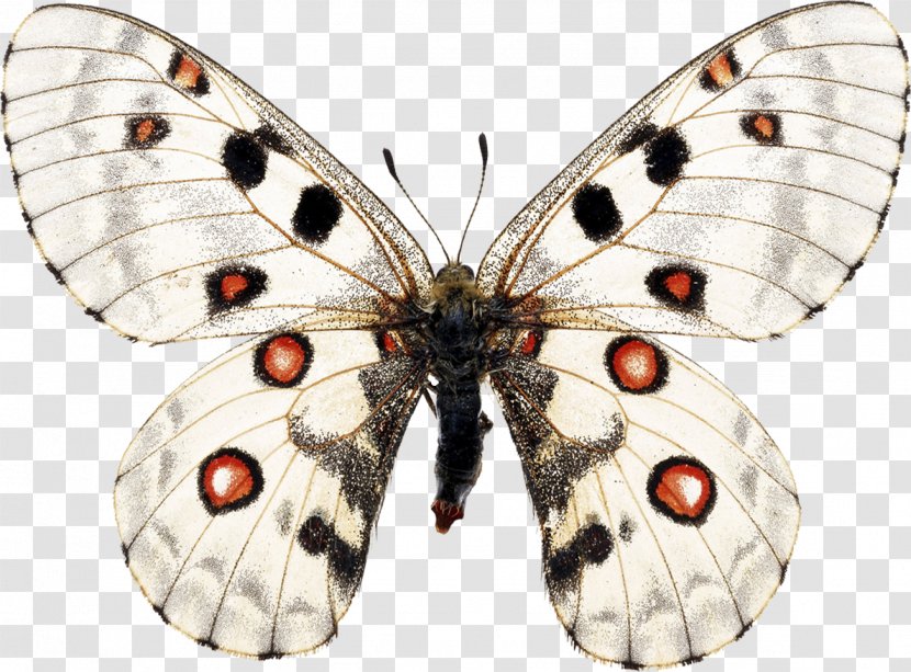 Apollo Butterflies & Moths Parnassians Insect Arthropod - Swallowtail Butterfly Transparent PNG