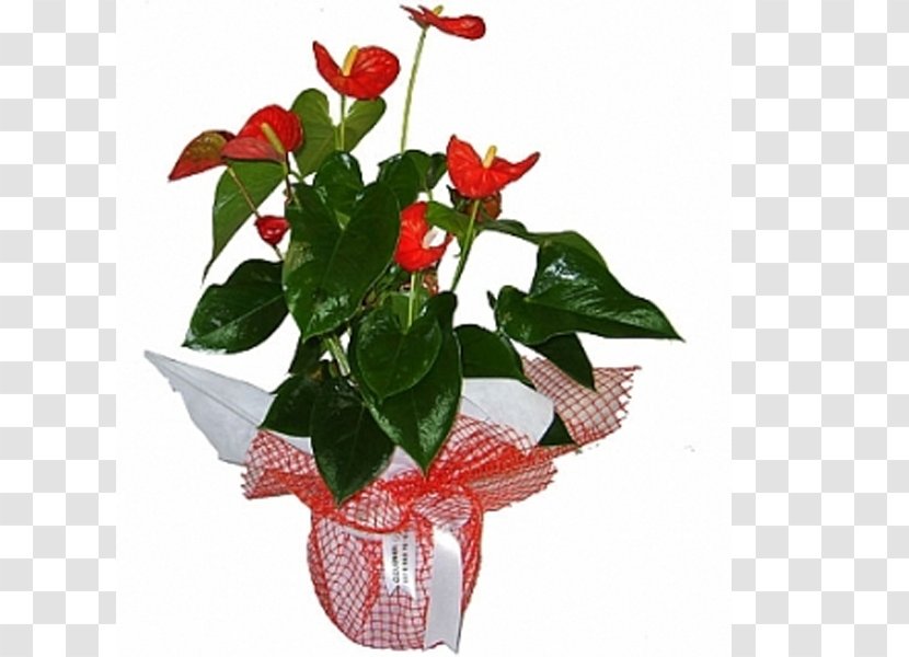 Floristry Flowerpot Cut Flowers Transvaal Daisy - Leaf - Flower Transparent PNG