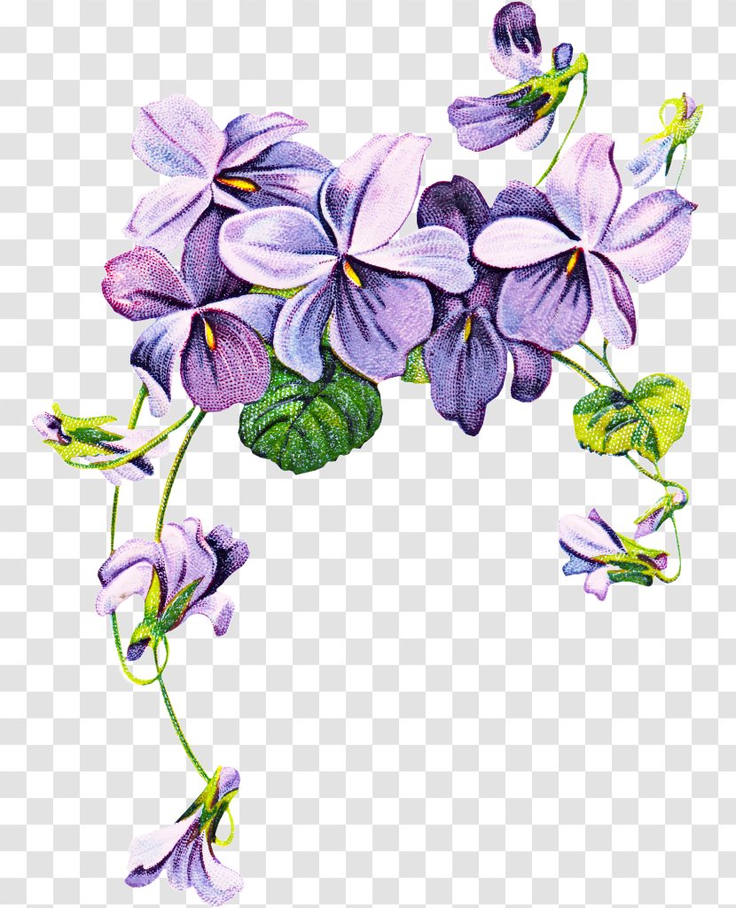 Drawing Of Family - Bellflower - Columbine Transparent PNG