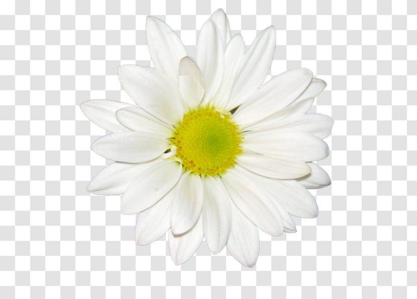 Common Daisy Chrysanthemum Tea White Oxeye - Chamomile - Fleur Blanche Transparent PNG