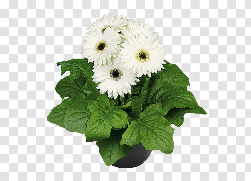Transvaal Daisy Cut Flowers Flowerpot Greenhouse Aldershot - Gerbera Transparent PNG