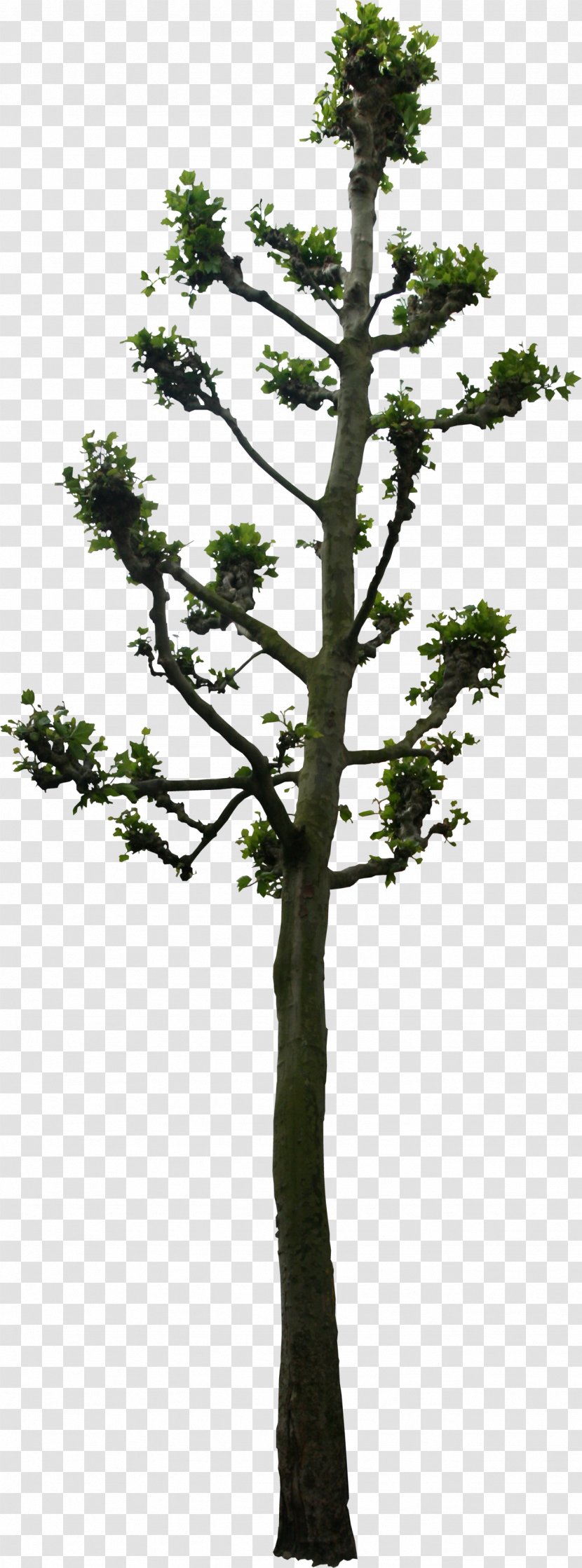Tree Woody Plant Lindens 3D Computer Graphics - Evergreen Transparent PNG
