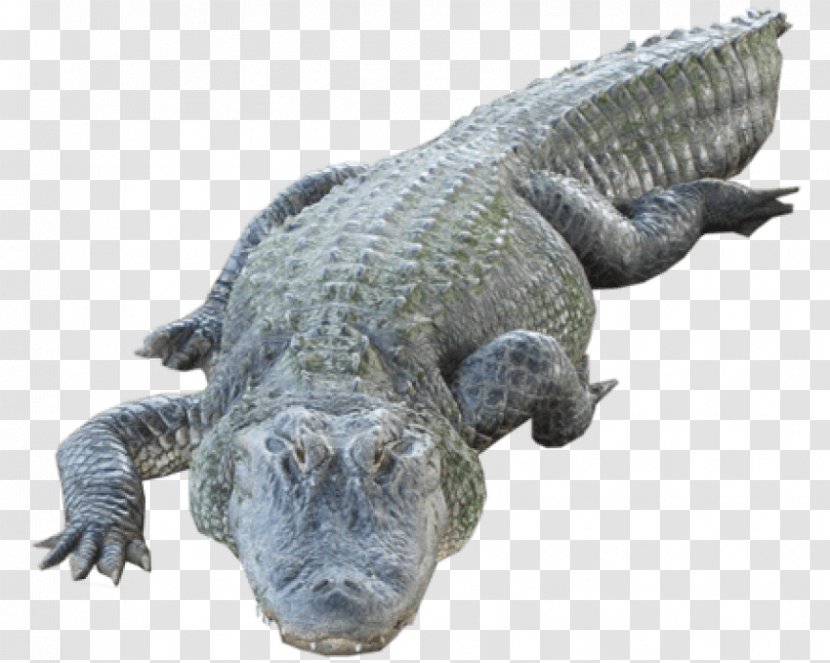 American Alligator Nile Crocodile Clip Art - Alligators Transparent PNG