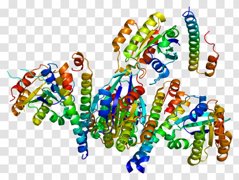 P-glycoprotein Gene Rabaptin RABEP1 - Effector - Organism Transparent PNG