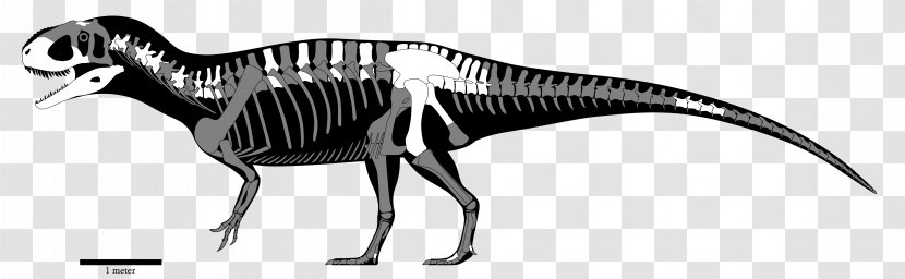 Yangchuanosaurus Sinraptor Mapusaurus Dinosaur Size Giganotosaurus - Yongchuan District Transparent PNG
