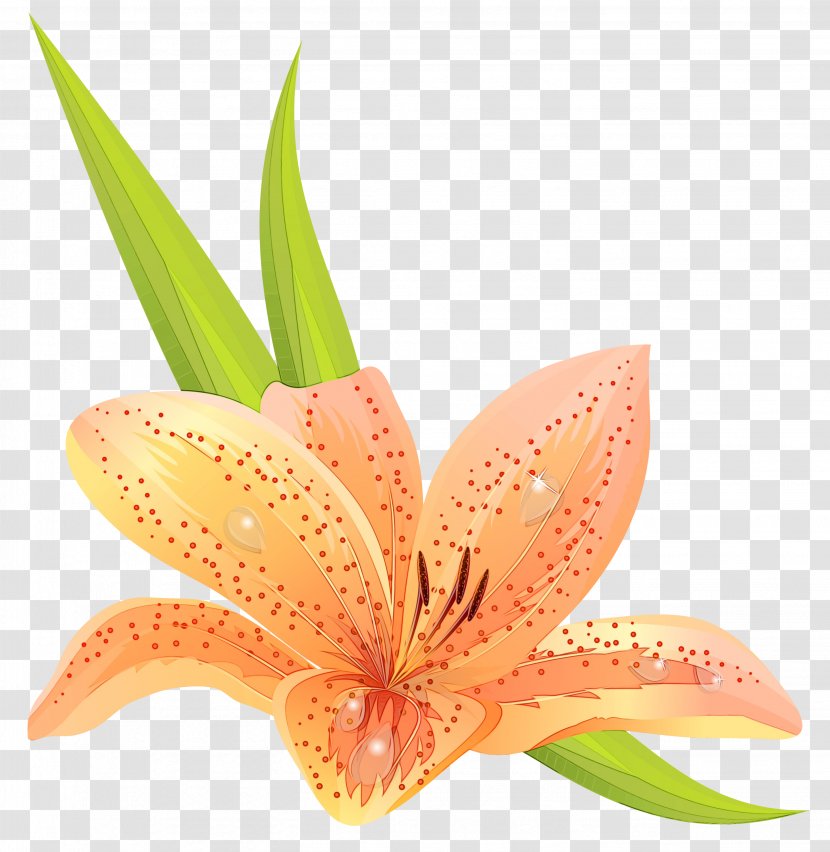 Lily Flower Cartoon - Hippeastrum Stargazer Transparent PNG