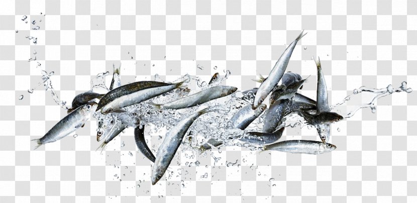 Fish Photography Sardine Food - Whales Dolphins And Porpoises - Leaping Transparent PNG