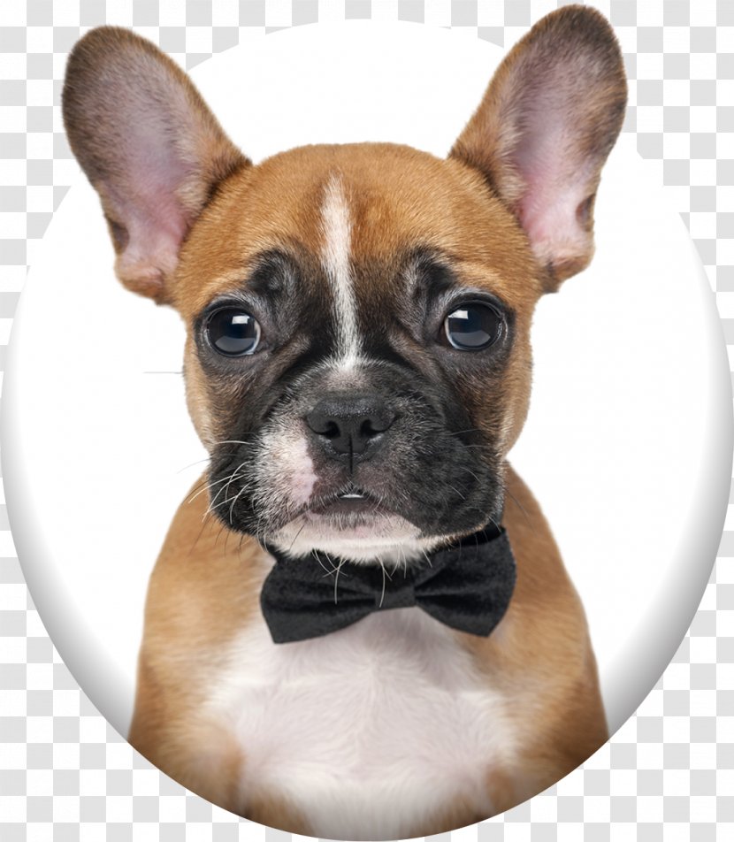 French Bulldog Puppy Boxer Pit Bull - Dog Breed Transparent PNG