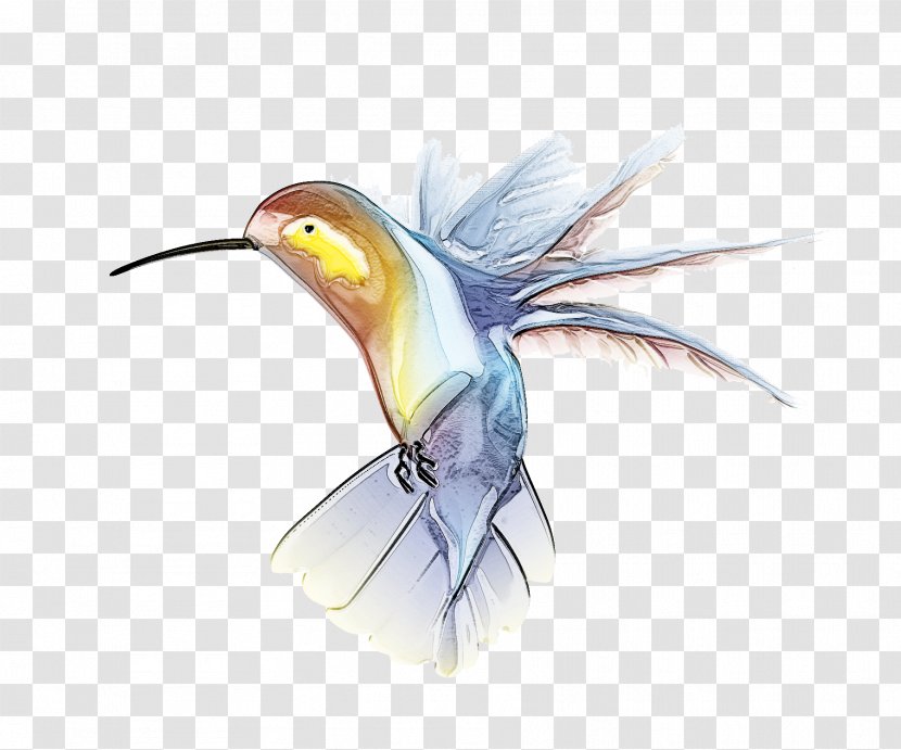 Hummingbird - Coraciiformes - Wing Feather Transparent PNG