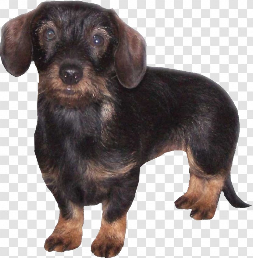 Dachshund Schnoodle English Toy Terrier Puppy Dog Breed - 20 Transparent PNG
