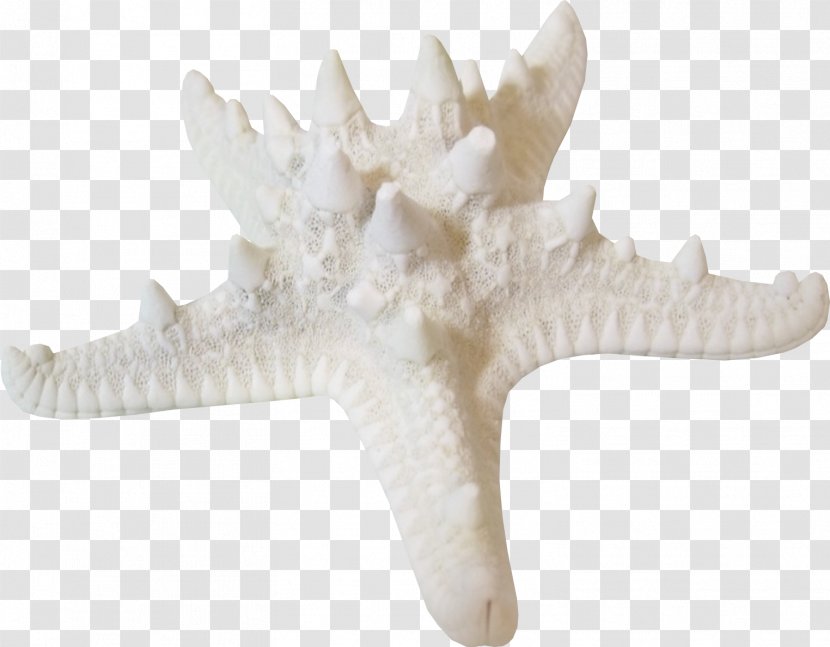 Coral White Download - Google Images - Starfish Transparent PNG