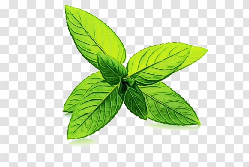 Leaf Green Plant Flower Herb - Lemon Basil Flowering Transparent PNG
