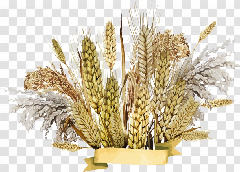Emmer Cereal Germ - Grass Family - Wheat Transparent PNG