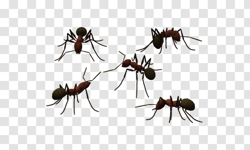 Ant Photography - Invertebrate - Tatu Long Antennae Ants Transparent PNG