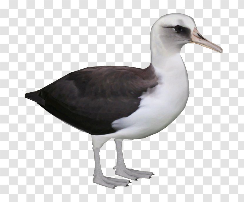 Shorebirds Gulls Great Black-backed Gull European Herring - Albatross Transparent PNG