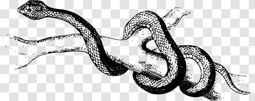 Snake Pit Viper Reptile Common European Vertebrate - Pythons - Poisonous Transparent PNG