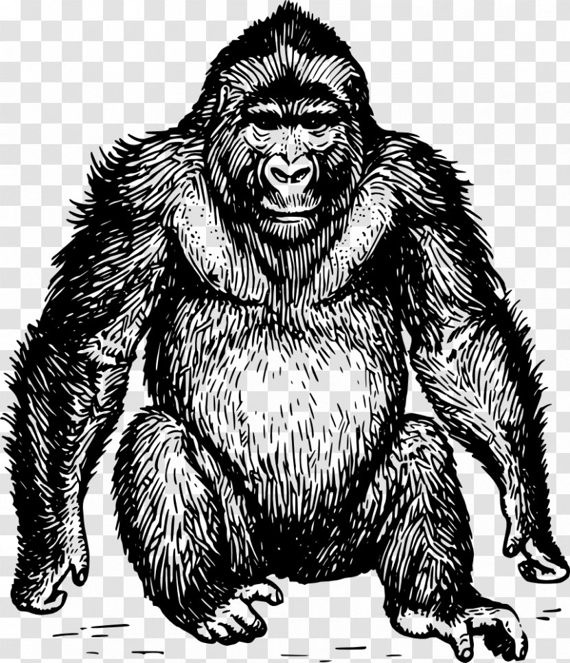 Ape Gorilla Orangutan Chimpanzee Drawing - Line Art - Apes Vector Transparent PNG