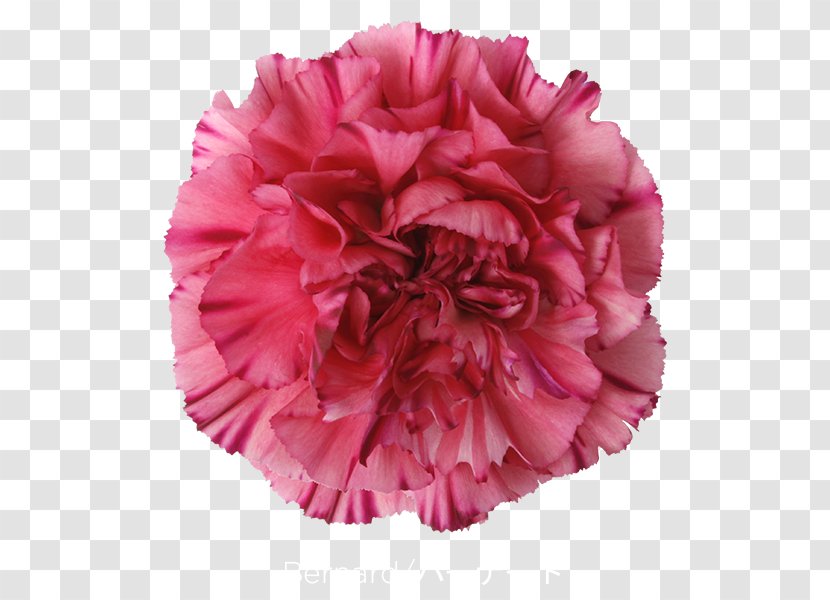 Carnation Cut Flowers Transvaal Daisy - Pink Family - CARNATION Transparent PNG