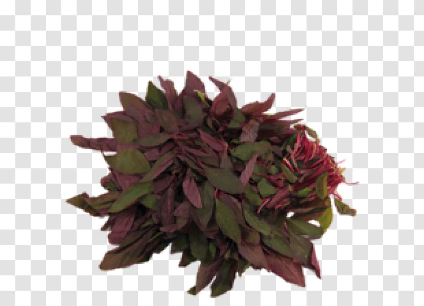 Flowerpot Herb - Flower Transparent PNG
