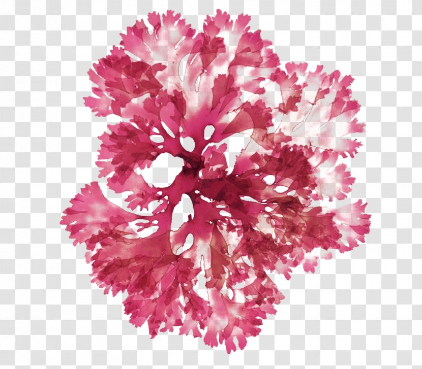 Floral Flower Background - July - Flowering Plant Magenta Transparent PNG