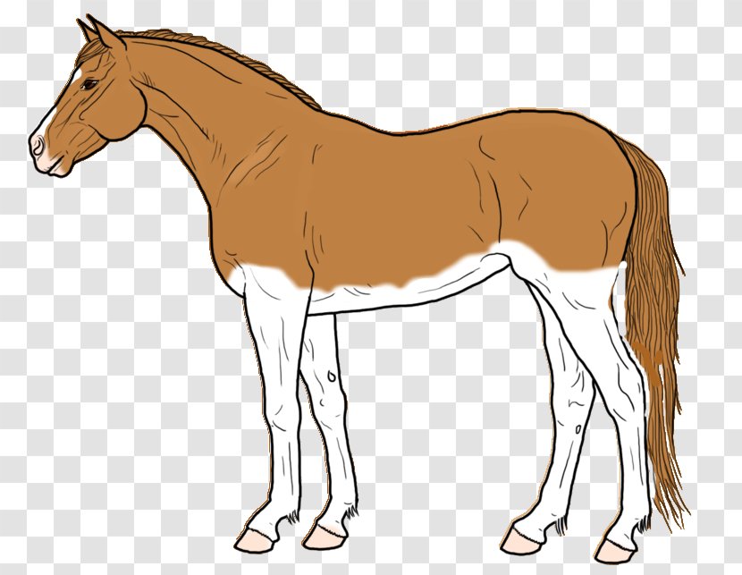 Mare Stallion Pony Mustang Foal - Rein Transparent PNG