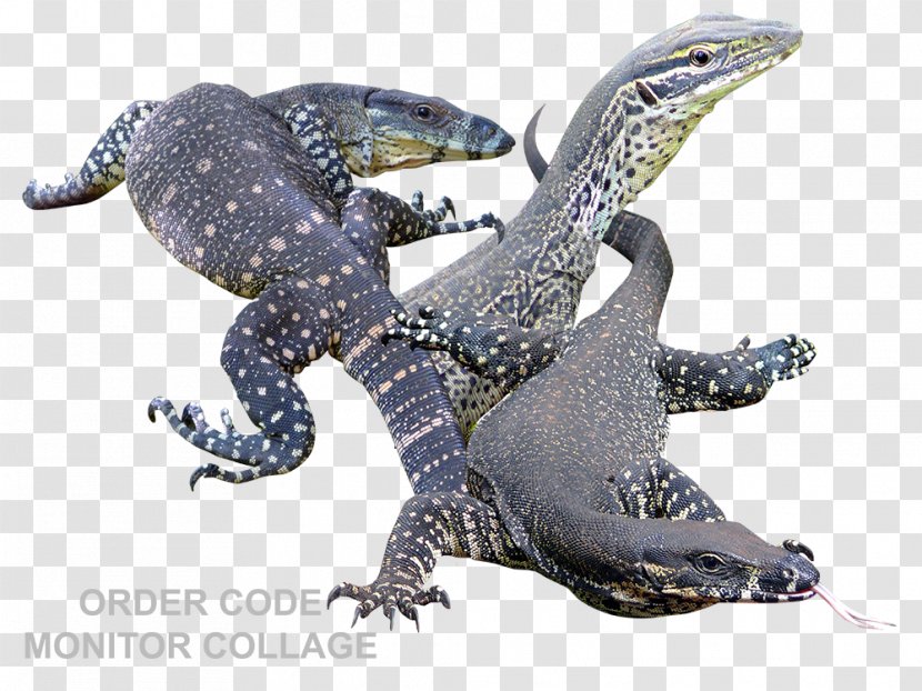 Lizard Fauna Terrestrial Animal - Reptile Transparent PNG