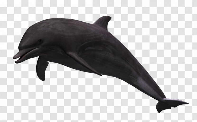 Common Bottlenose Dolphin Wholphin 3D Computer Graphics Tucuxi Rendering - 3d - Animation Transparent PNG