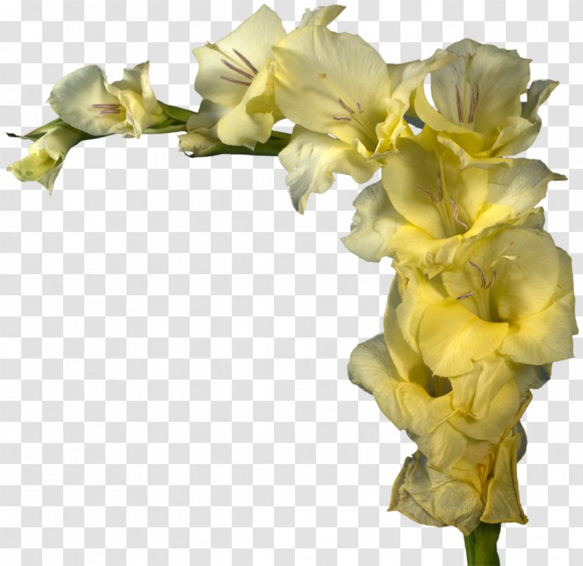 Cut Flowers Gladiolus Yellow Floral Design - Plant Transparent PNG