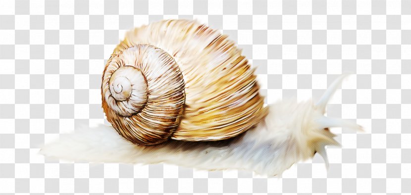 Snails And Slugs Snail Sea Lymnaeidae Shell - Bivalve - Escargot Transparent PNG