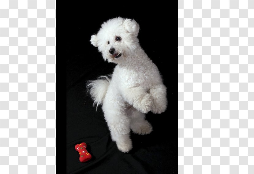 Bichon Frise Maltese Dog Bolognese Miniature Poodle Havanese - Lagotto Romagnolo - Puppy Transparent PNG